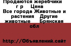 Продаются жеребчики 14,15 16 г.р  › Цена ­ 177 000 - Все города Животные и растения » Другие животные   . Брянская обл.